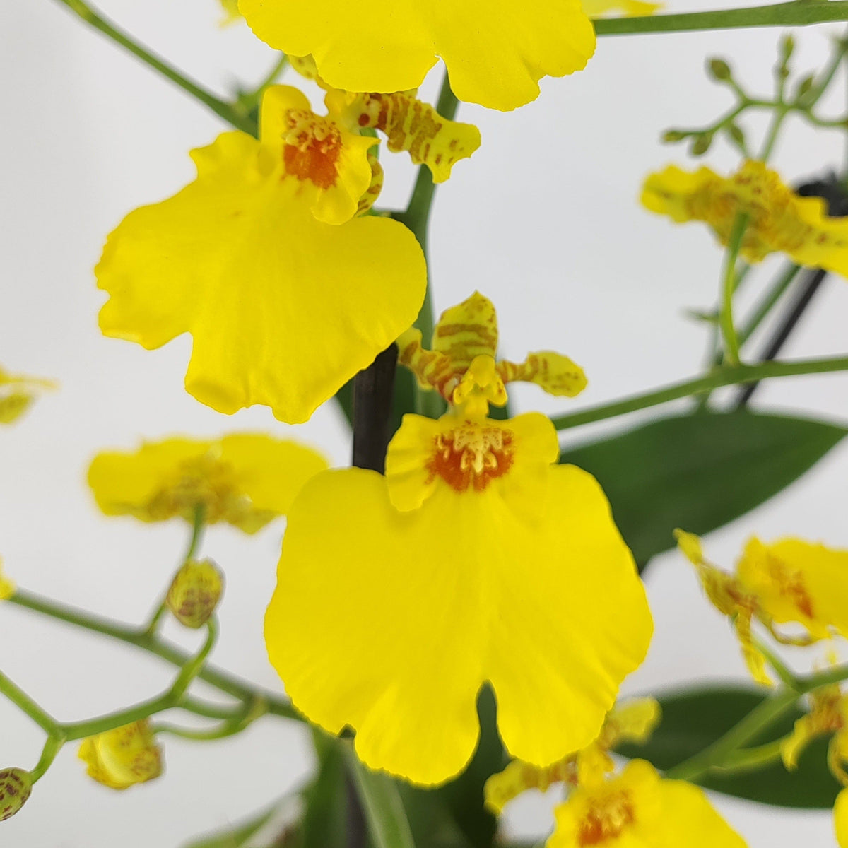 Oncidium Sweet Sugar mit gelben Blüten und 2 Rispen