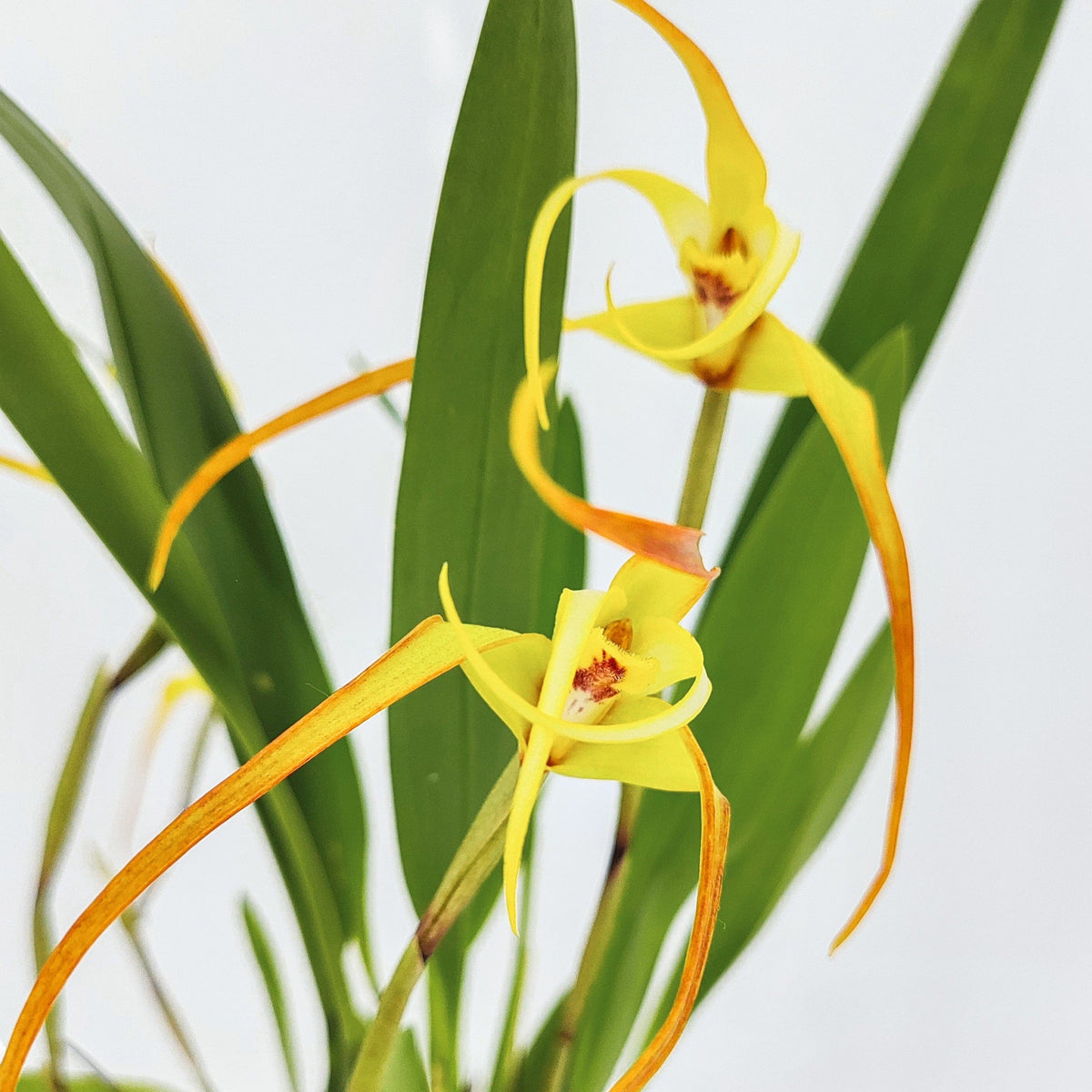 Maxillaria bradei Hybride im Ampeltopf mit gelben Blüten und 20+ Rispen