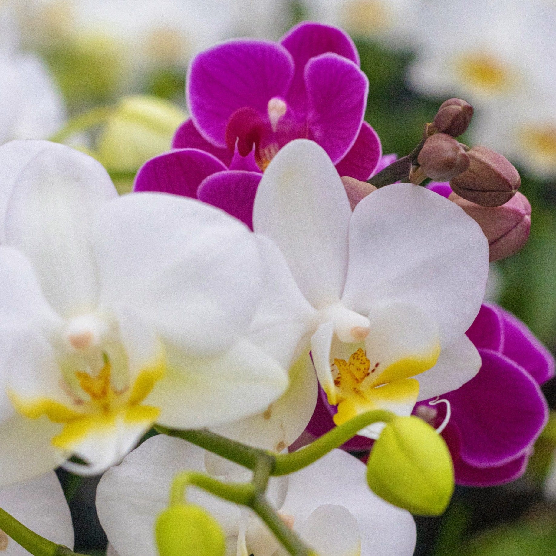 Cocktail Orchidee mit violett-weißen Blüten und 4+ Rispen