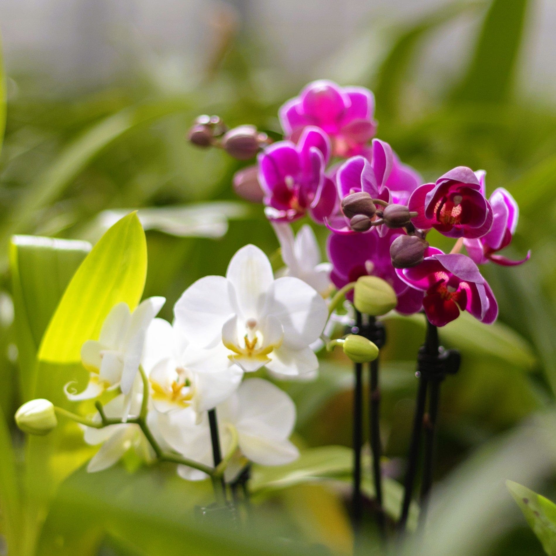 Cocktail Orchidee mit violett-weißen Blüten und 4+ Rispen