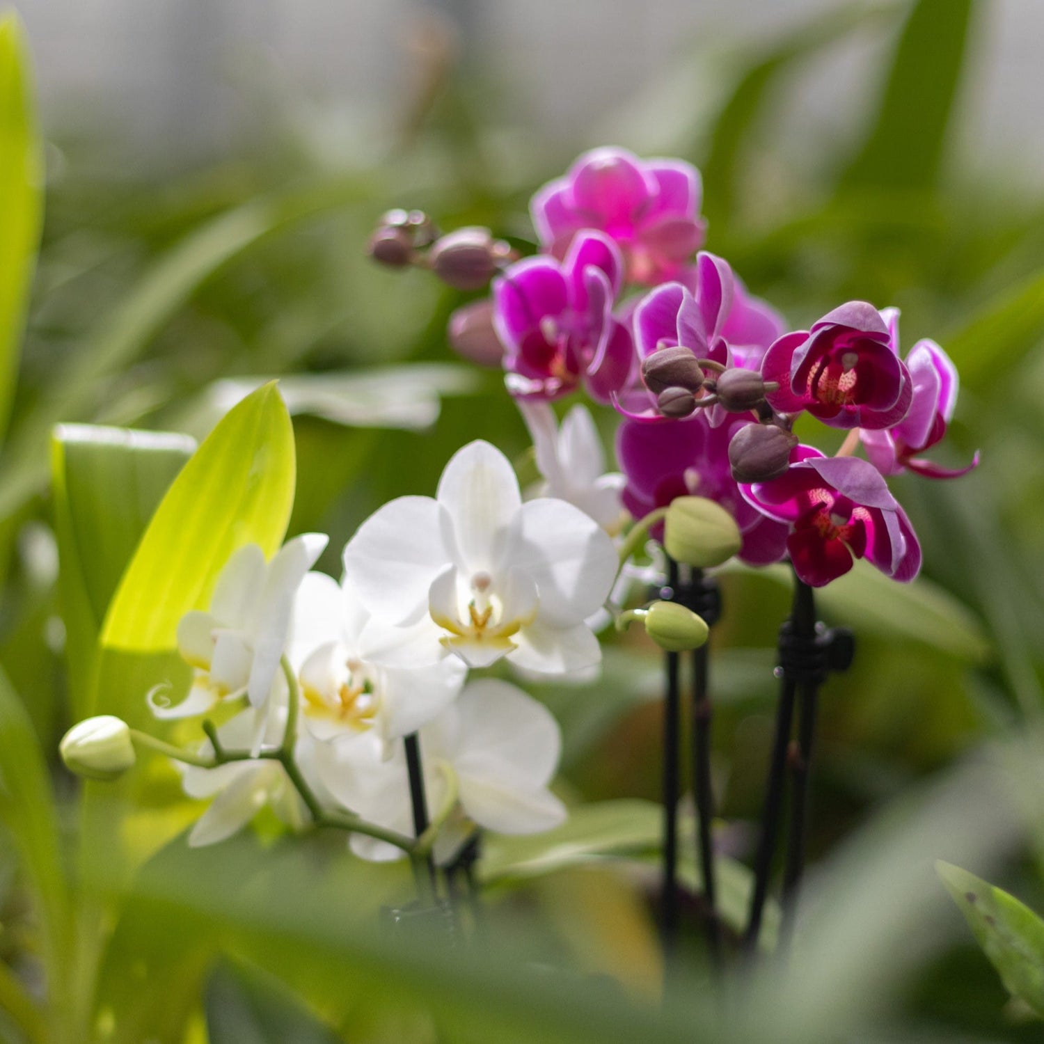 Orchideen Starterset
