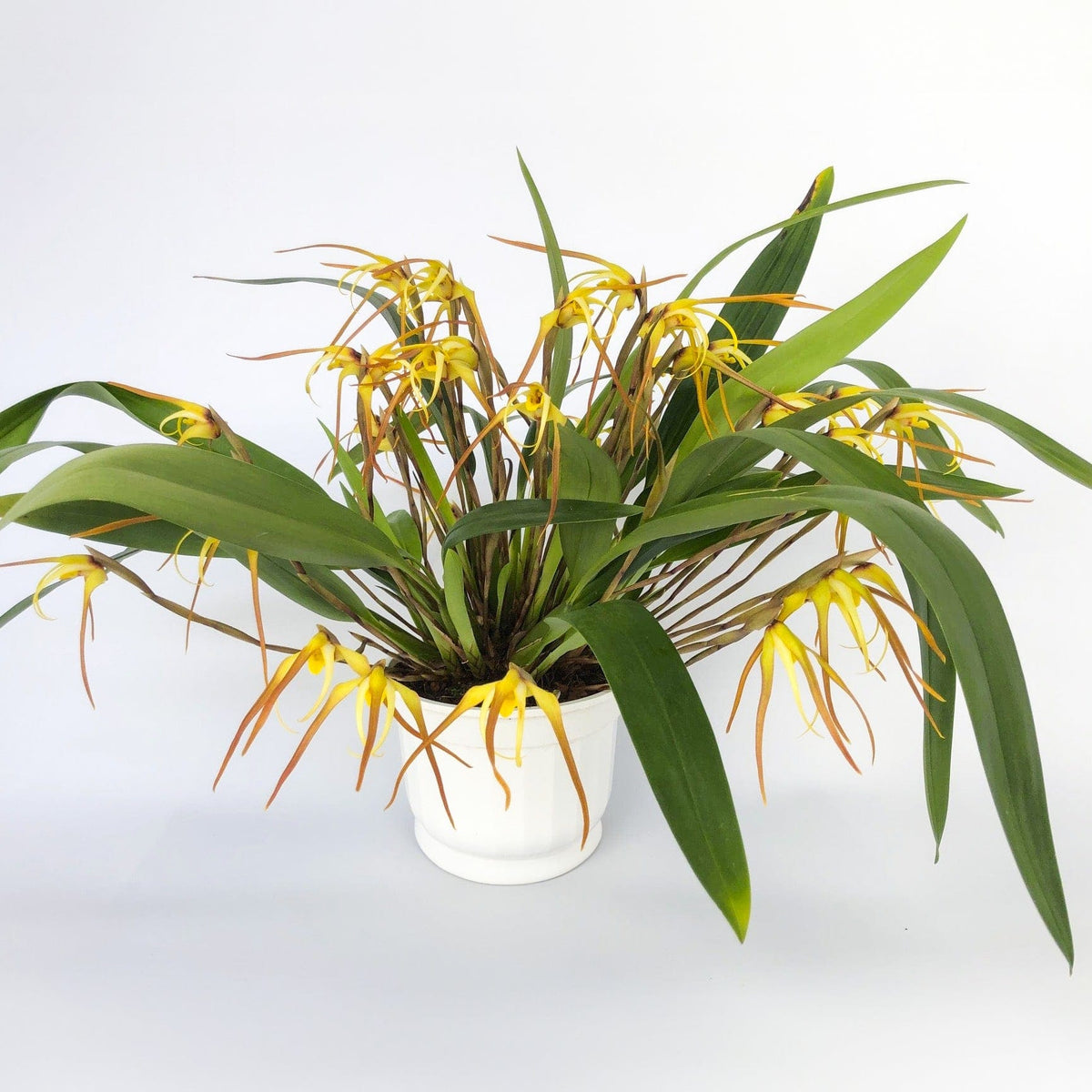Maxillaria bradei Hybride im 12cm Topf mit gelben Blüten und 8+ Blüten