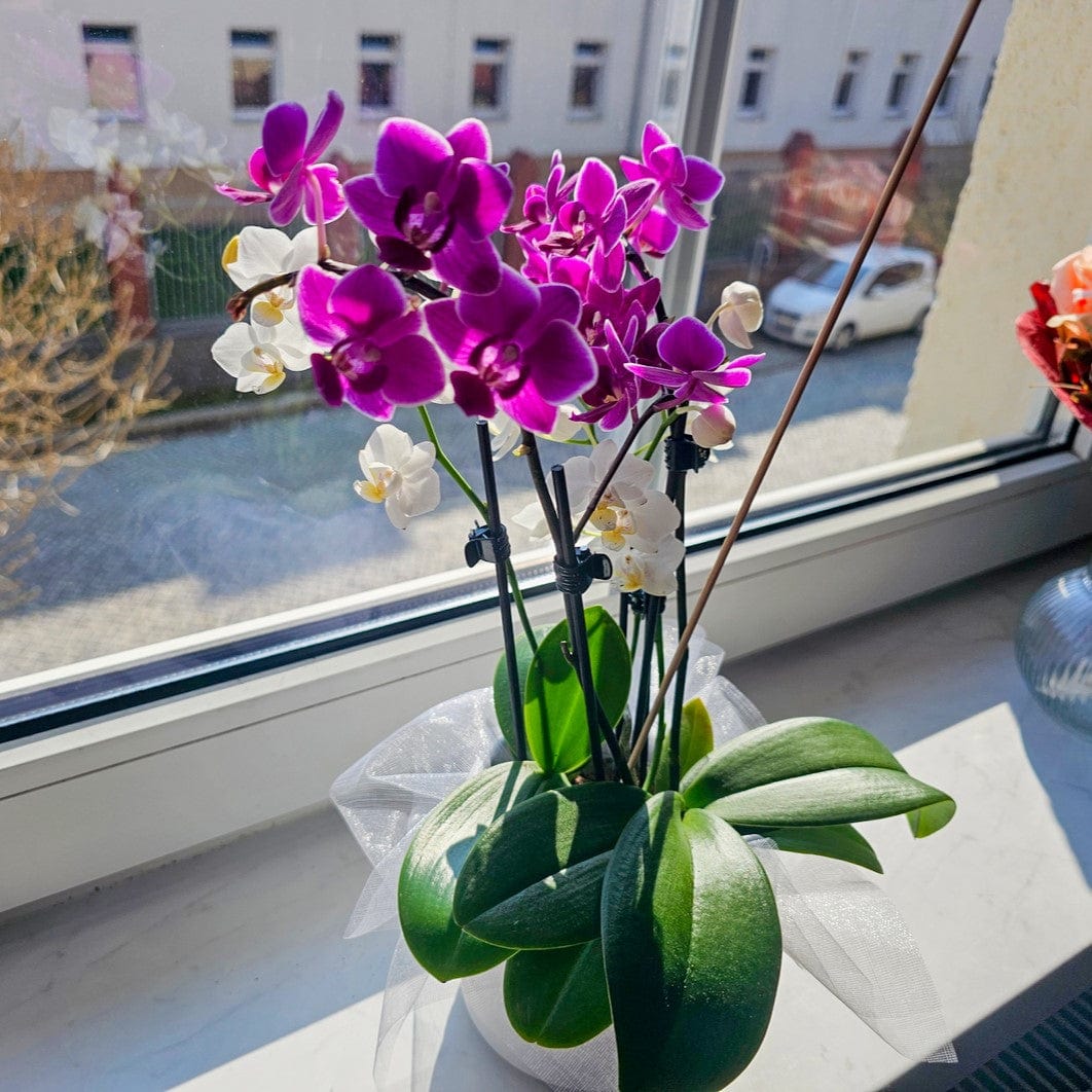 Cocktail Orchidee mit violett-weißen Blüten und 4+ Rispen