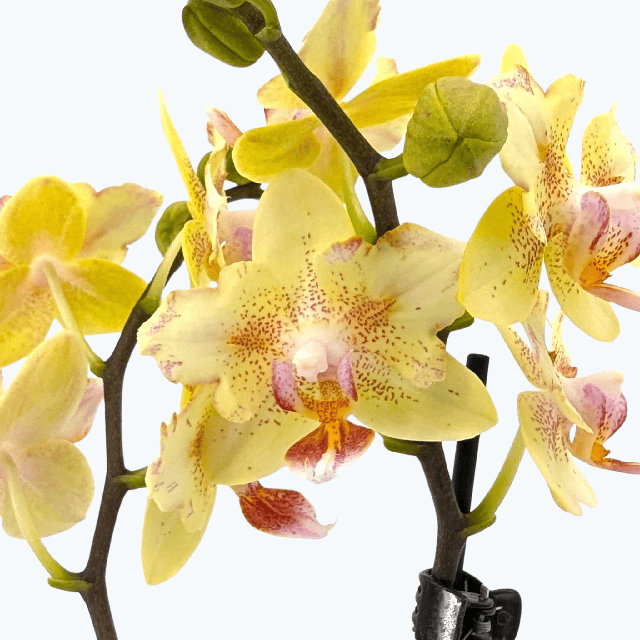 Pelorische Phalaenopsis im 12cm Topf Pereira mit gelben Blüten und 2 Rispen
