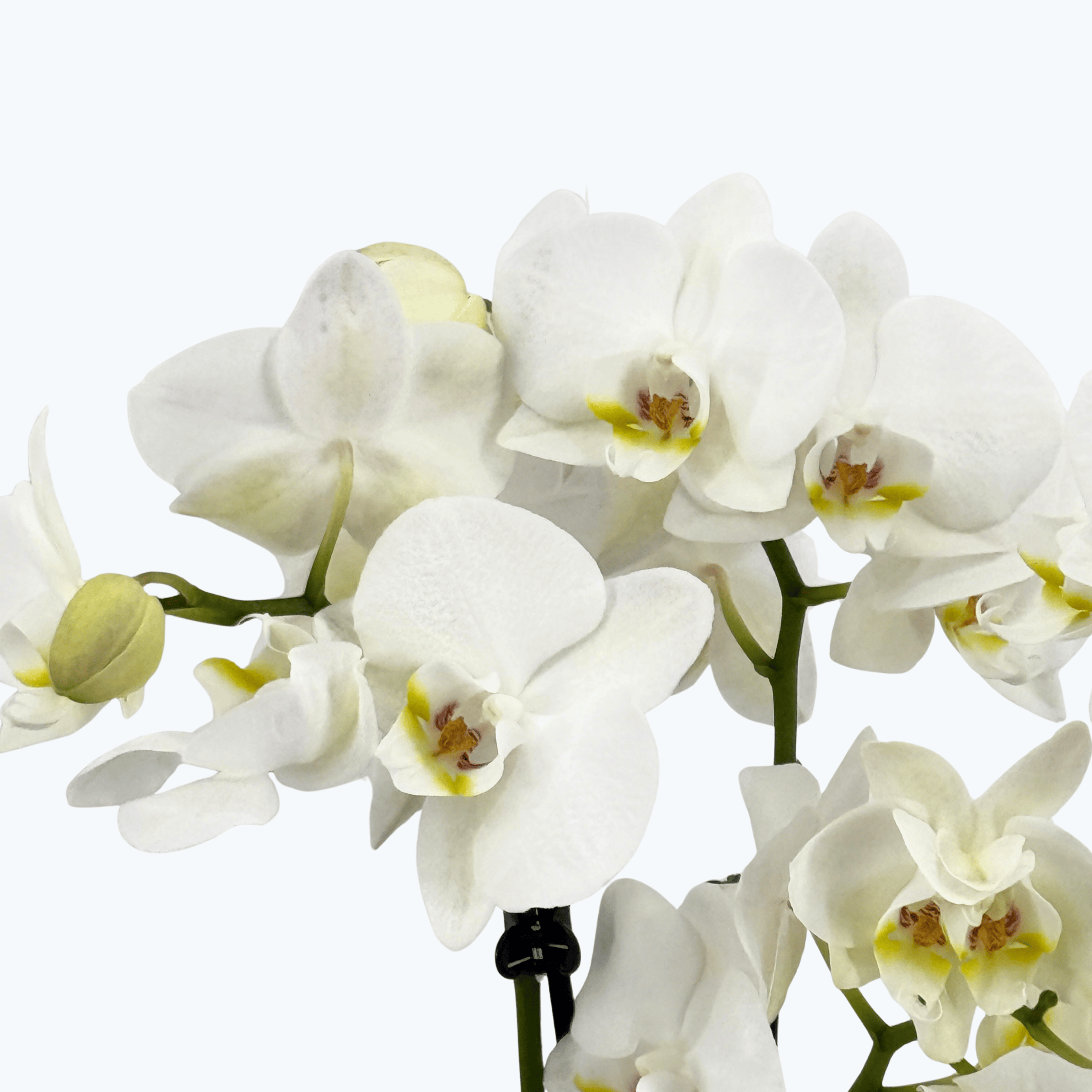 Phalaenopsis Inverness mit weißen Blüten und 3 Rispen