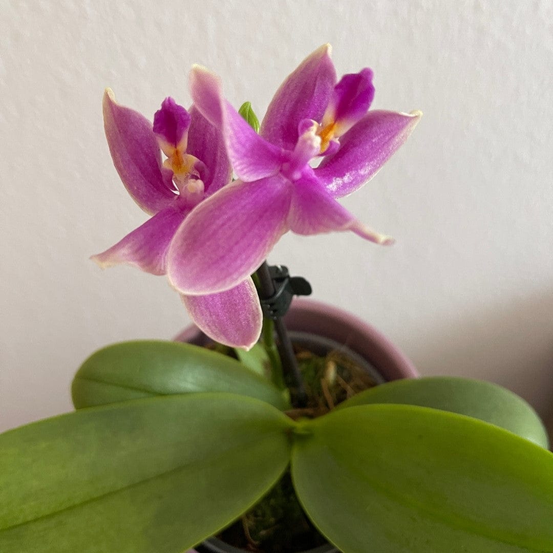 Bonsai Duftorchidee botanic Love Potion mit lila Blüten und 1 Rispe