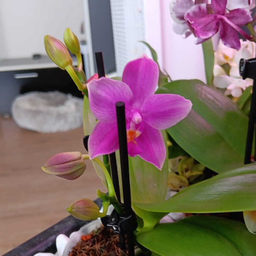 Bonsai Duftorchidee botanic Love Potion mit lila Blüten und 1 Rispe