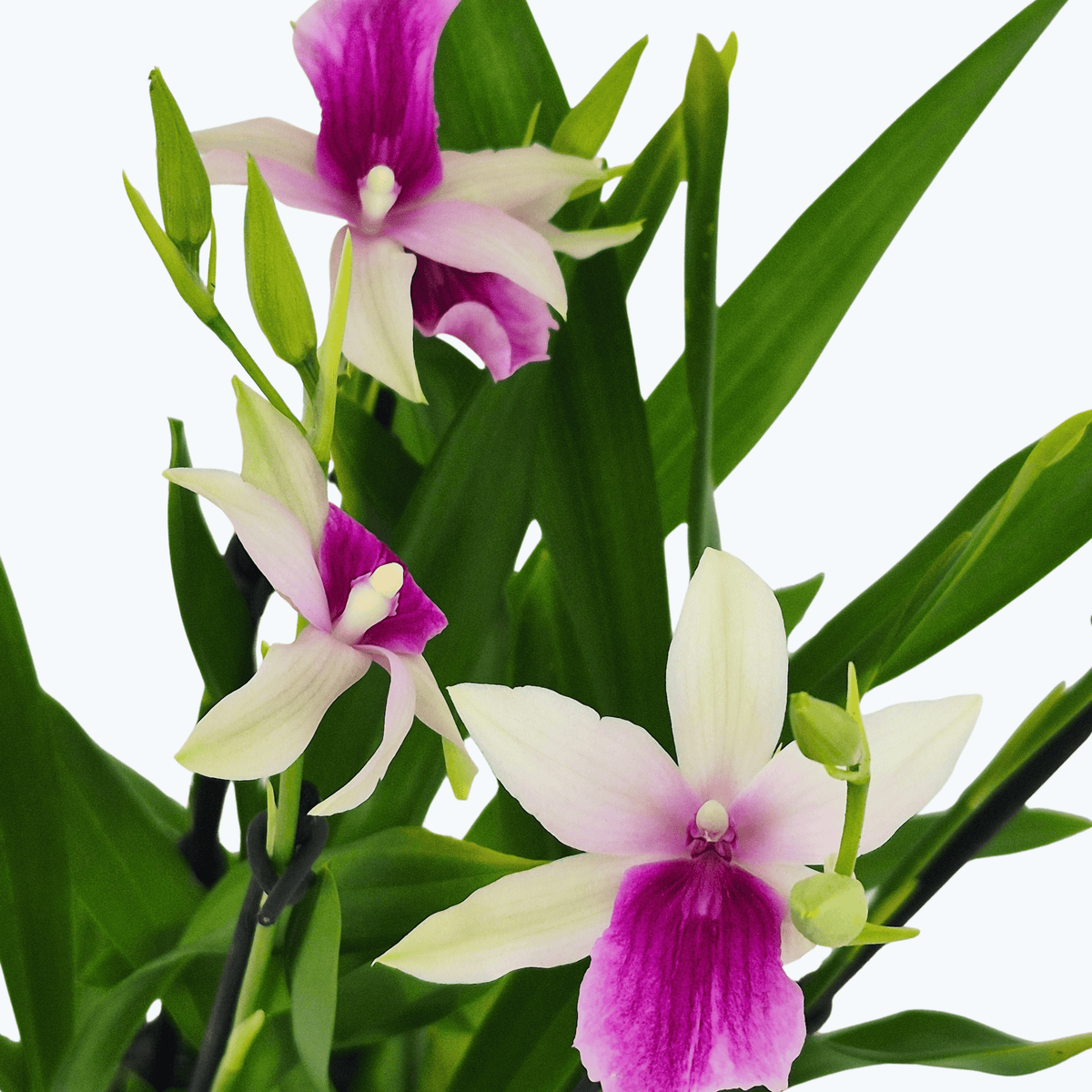 Miltonia Sofia mit 4 Rispen