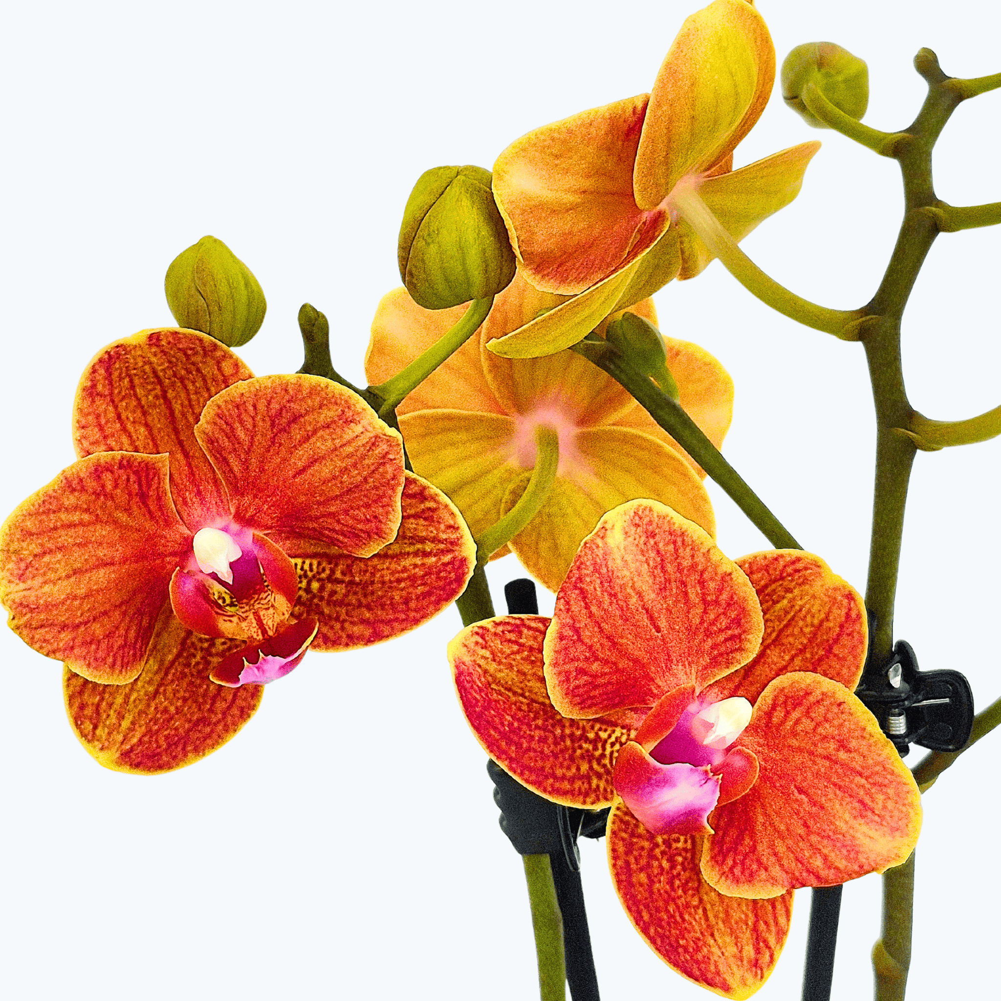 Table Dance Orange Magic mit orangen Blüten und 2 Rispen