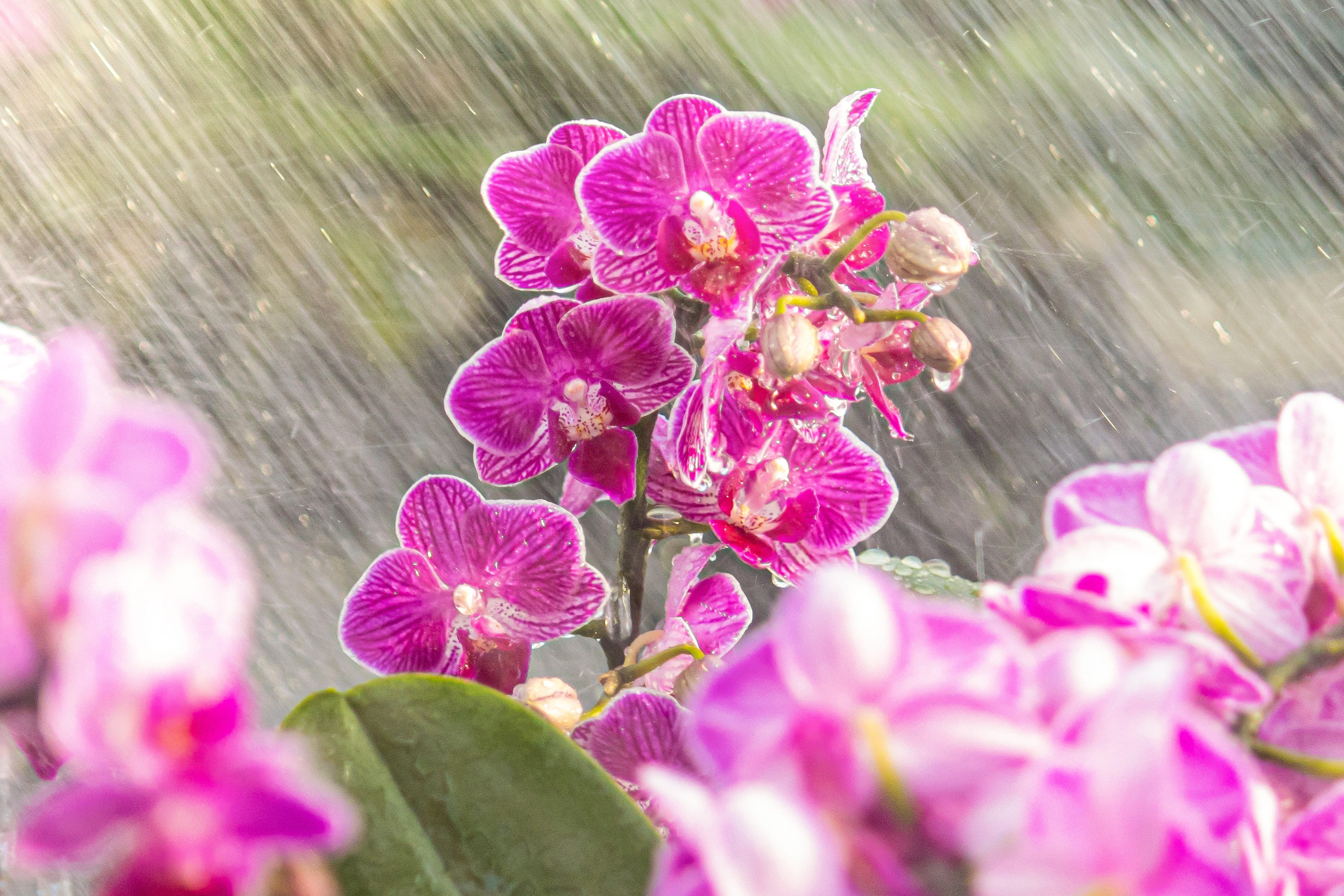 Orchideen gießen richtig