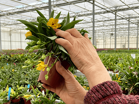 Orchideen mit Hand umtopfen