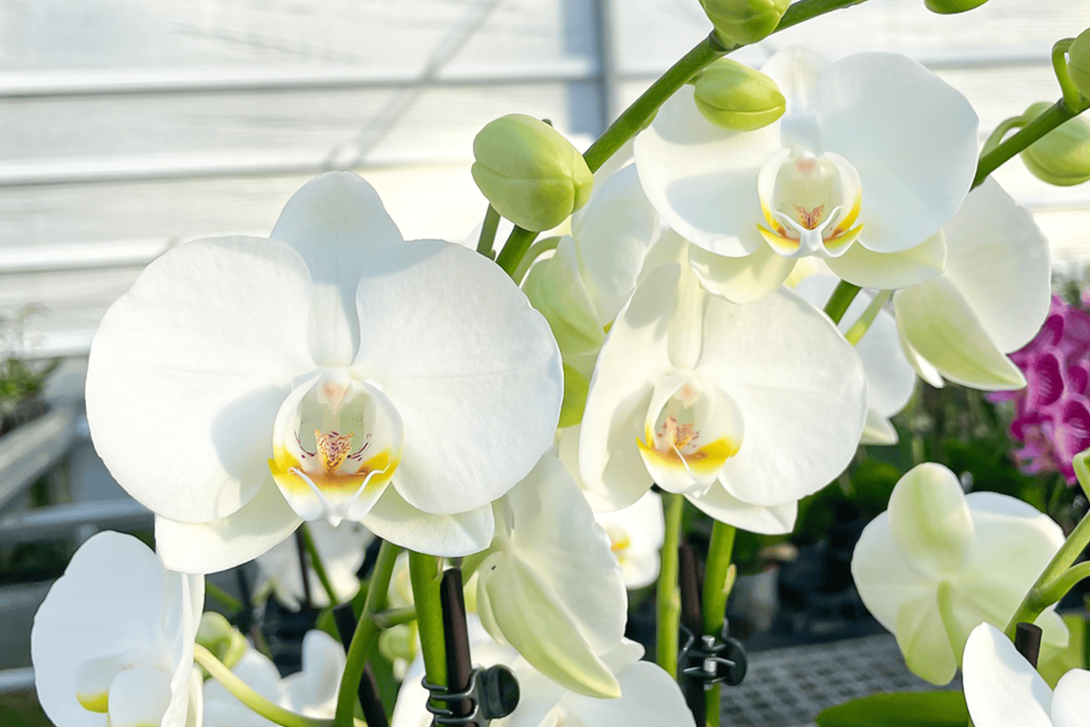 Orchideensubstrat für weiße Orchideen