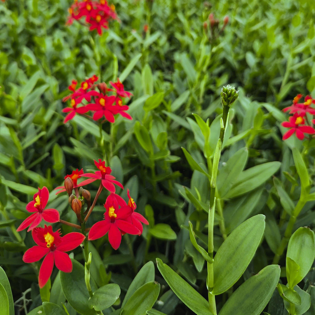 Epidendrum Nordic Fire Dauerblüher mit roten Blüten und 1 Rispe