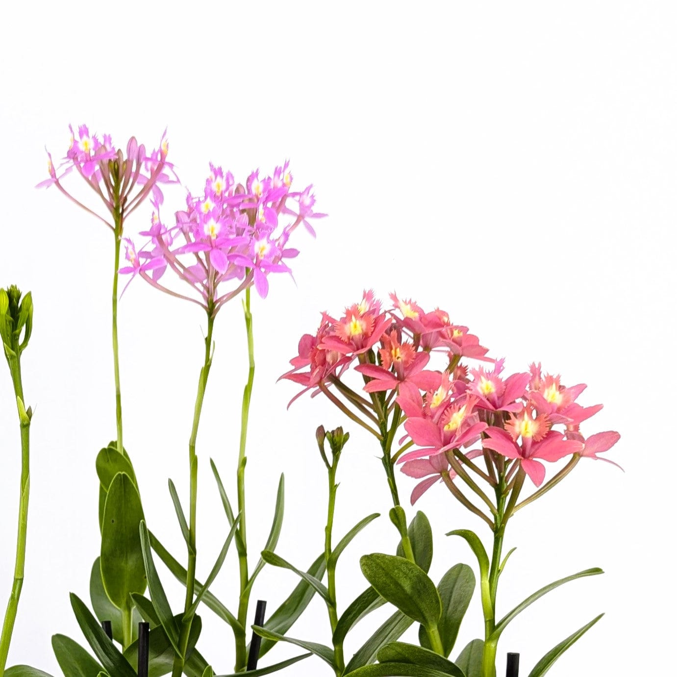 Epidendrum Nordic Fire Dauerblüher im 3er Set mit 2 Rispen