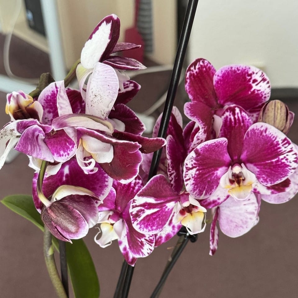 Phalaenopsis Seraphina mit violett-weißen Blüten und 2 Rispen