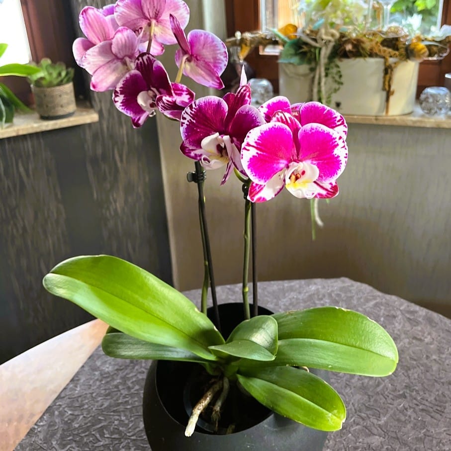 Phalaenopsis Seraphina mit violett-weißen Blüten und 2 Rispen
