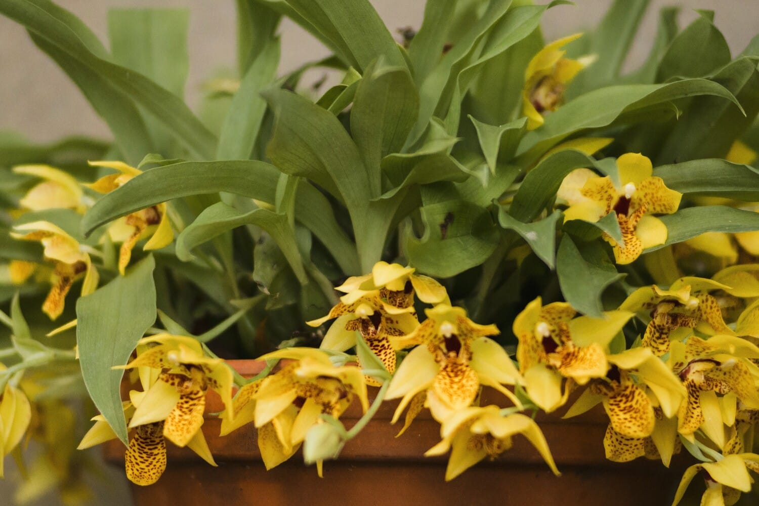 Promenaea Sunlight Orchidee