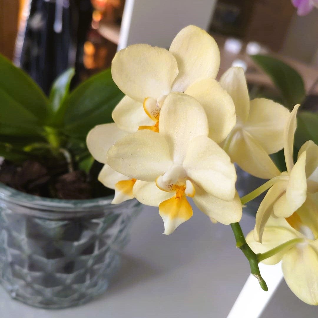Bonsaiorchidee Better Butter mit hellgelben Blüten und 3+ Rispen