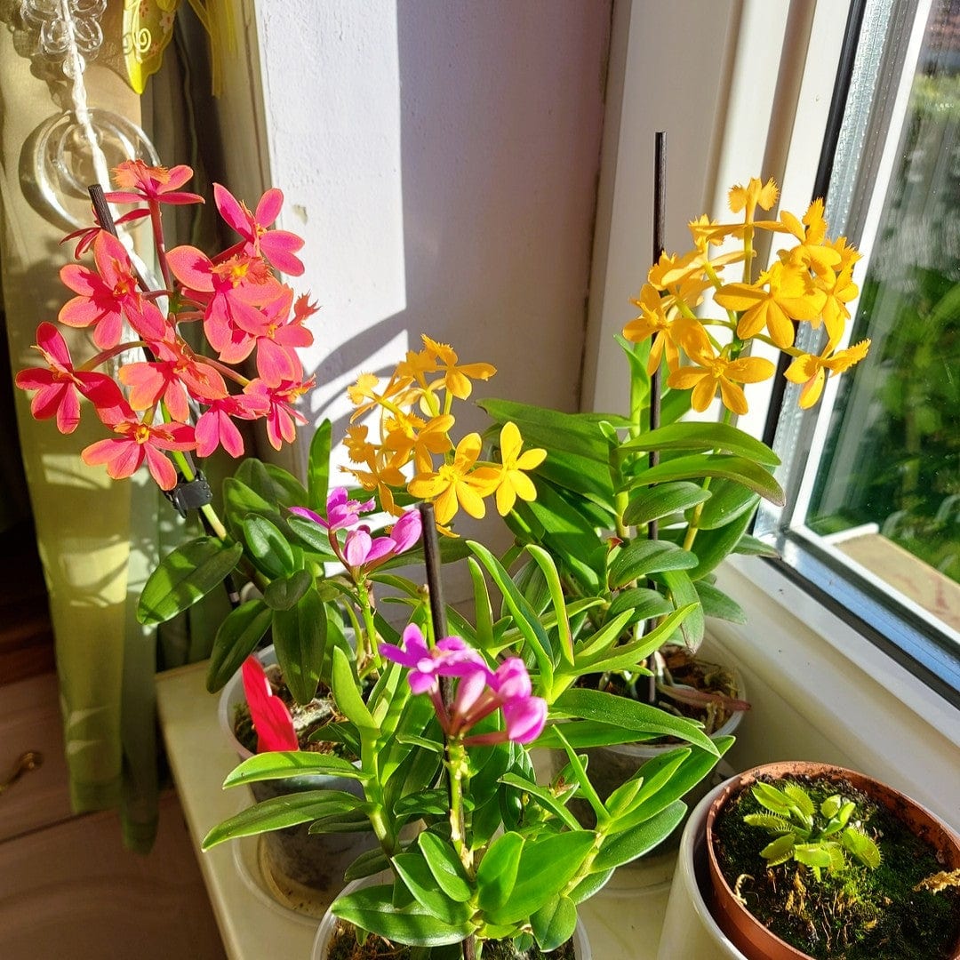 Epidendrum Nordic Fire Dauerblüher im 3er Set mit 2 Rispen