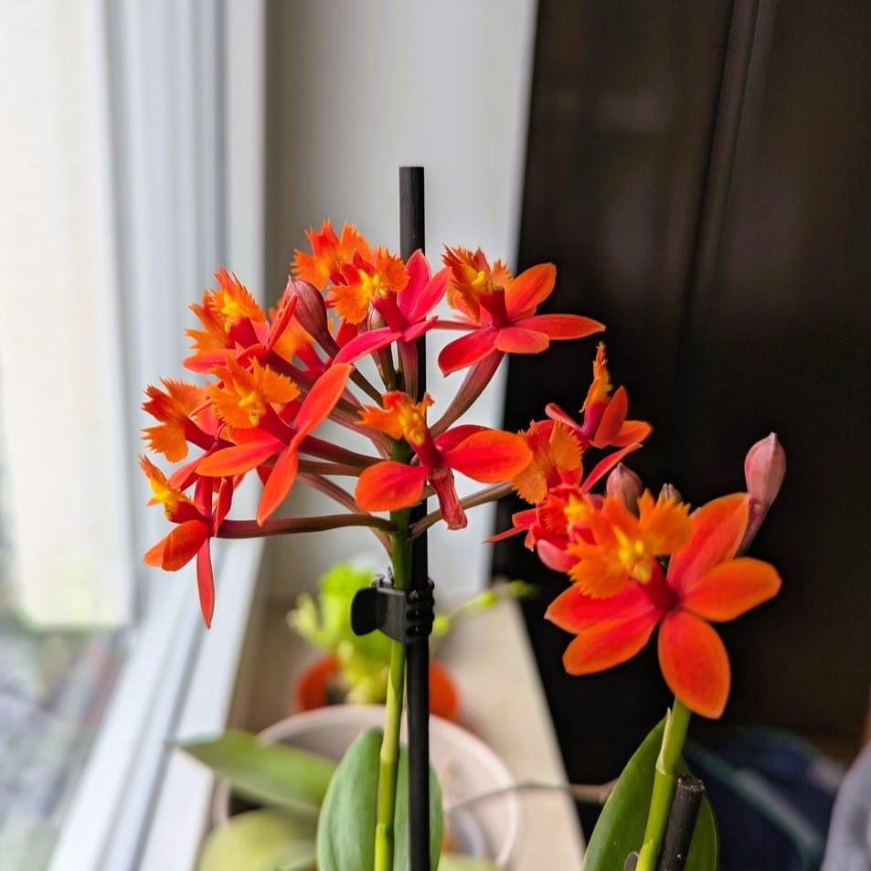 Epidendrum Nordic Fire Dauerblüher mit orange-roten Blüten und 1 Rispe