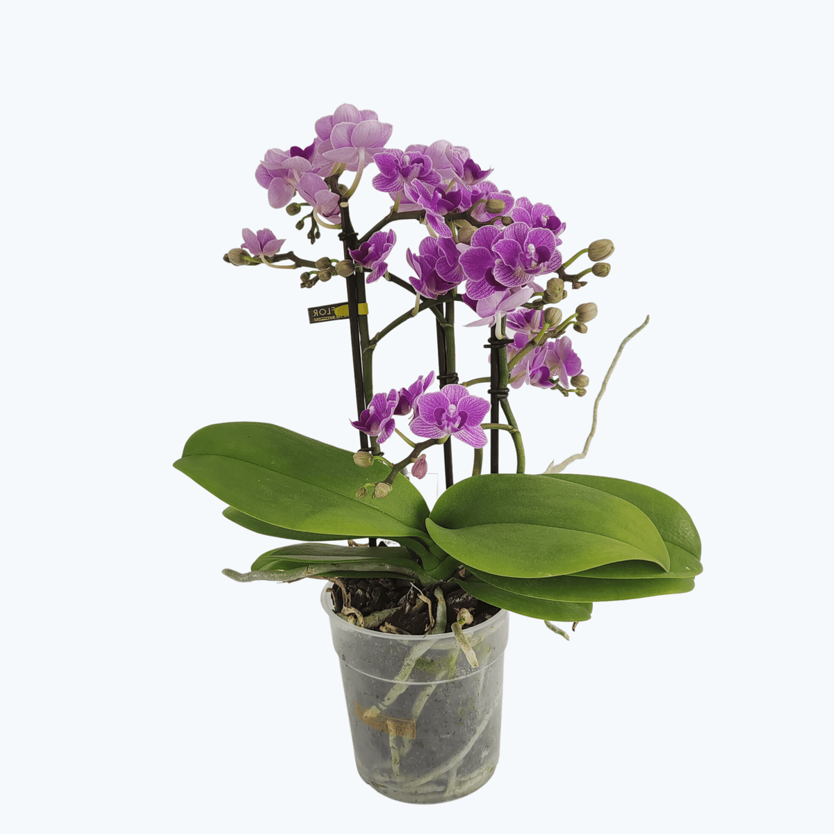 Phalaenopsis Violet Queen mit violetten Blüten und 2 Rispen