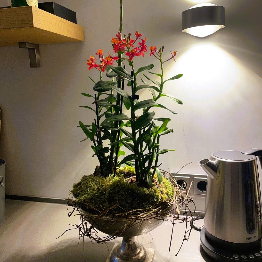 Epidendrum Nordic Fire Dauerblüher mit roten Blüten und 1 Rispe