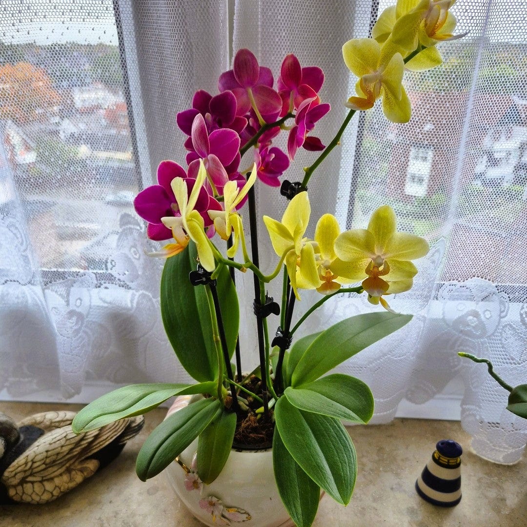 Cocktail Orchidee mit gelb-roten Blüten und 3+ Rispen