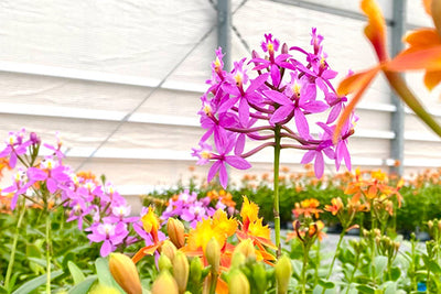 Beliebteste Orchideen