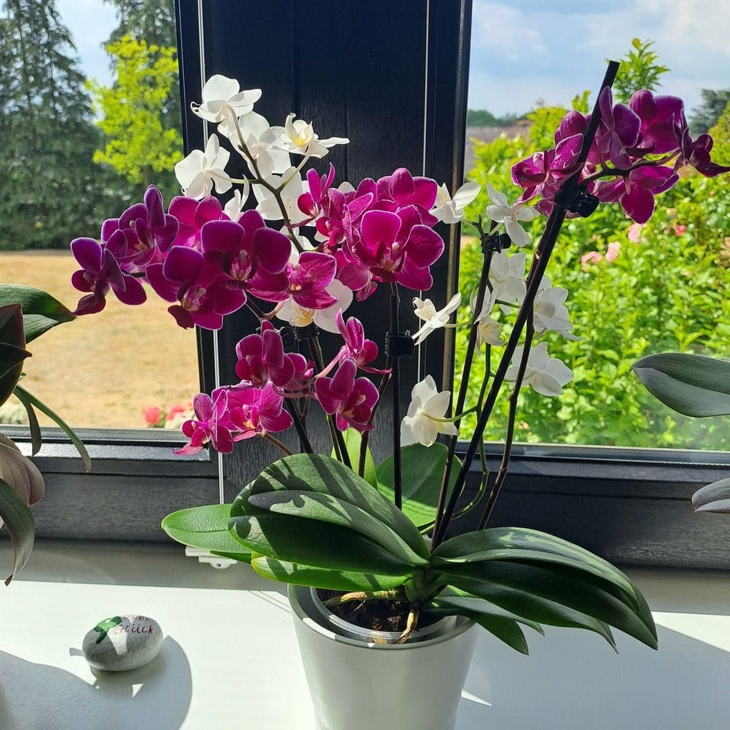 Cocktail Orchidee mit violett-weißen Blüten und 4+ Rispen