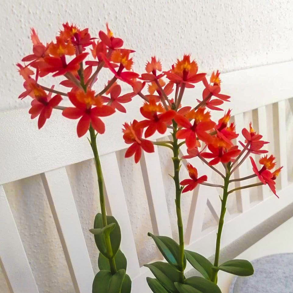 Epidendrum Nordic Fire Dauerblüher mit orange-roten Blüten und 1 Rispe
