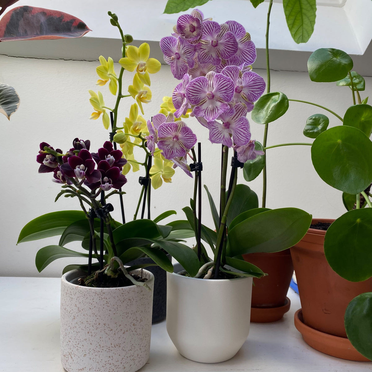 6er Set - Table Dance - Farbmix verschiedenen Orchideen Varianten