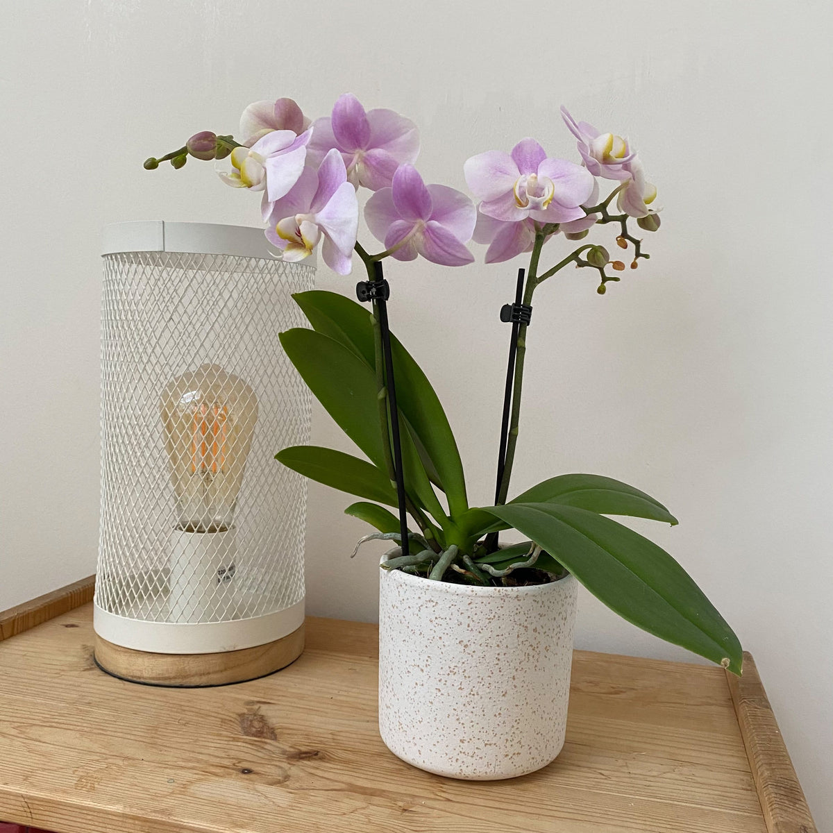 6er Set - Table Dance - Farbmix verschiedenen Orchideen Varianten