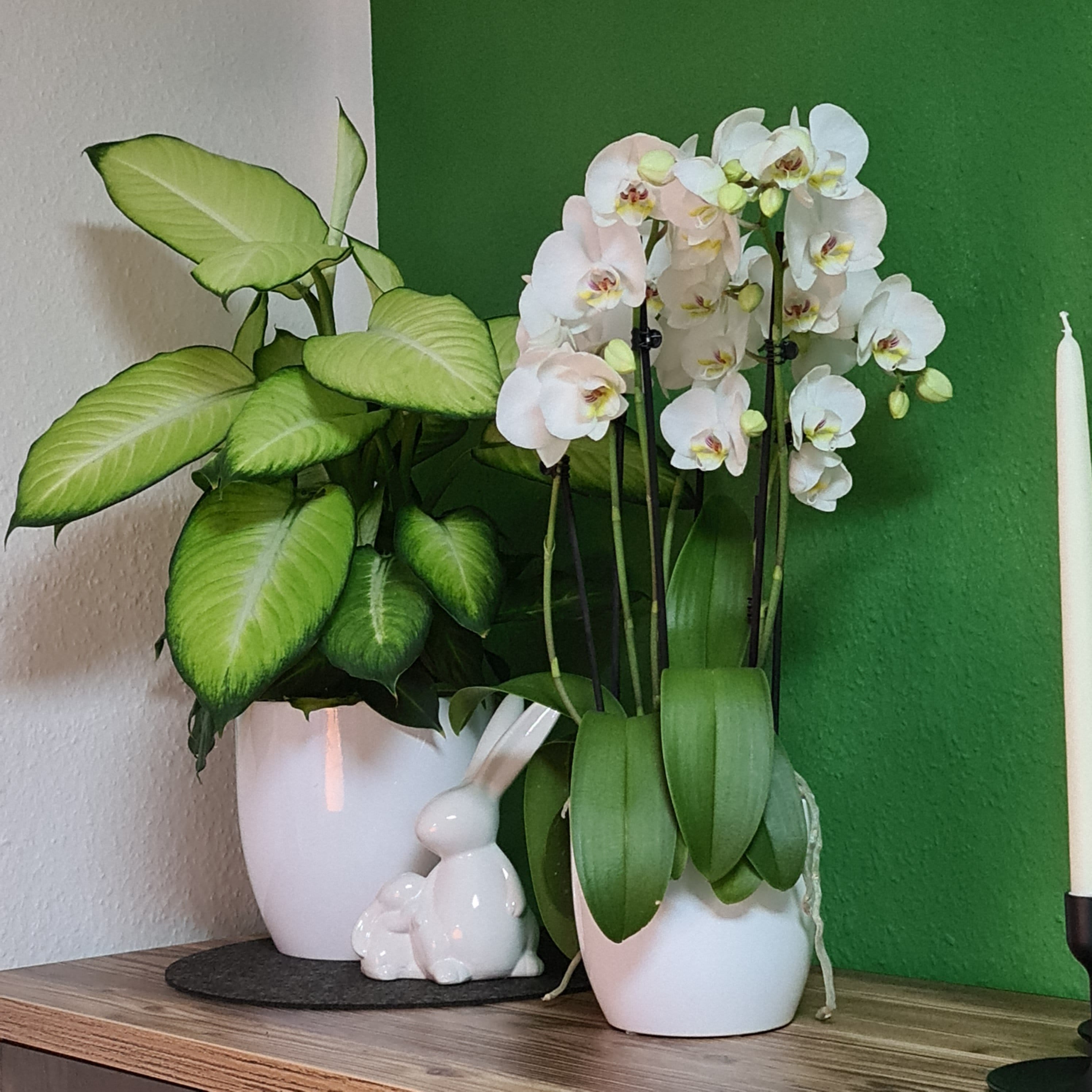 Two of Us Orchidee mit weißen Blüten als Tischdekoration