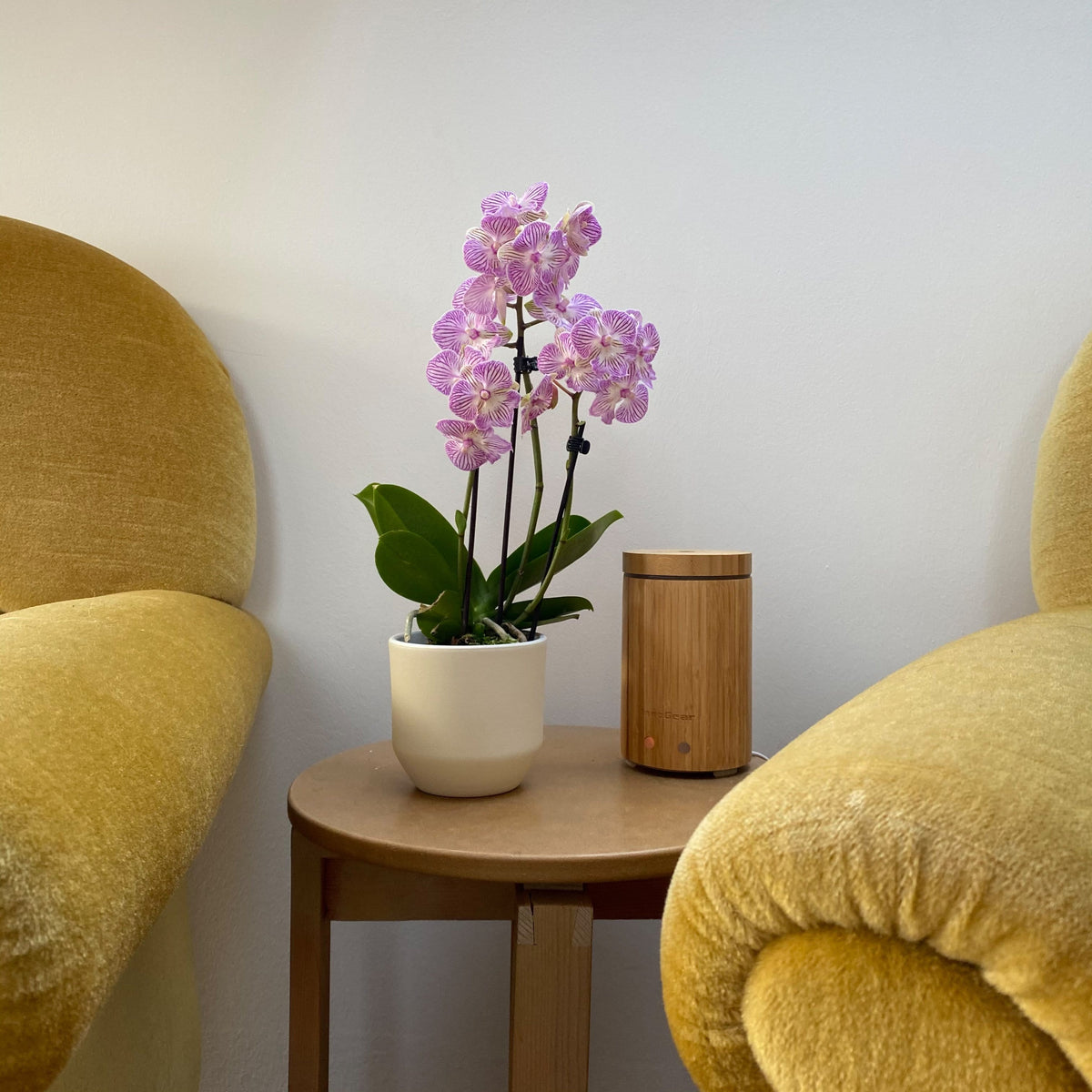 6er Set - Table Dance - Farbmix verschiedenen Orchideen Varianten