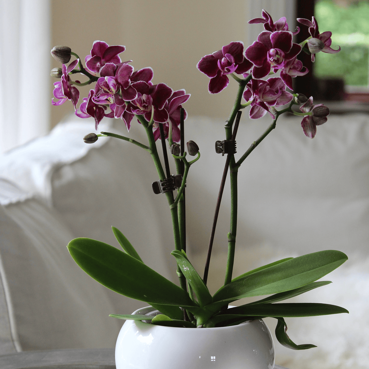 6er Set - Table Dance - Farbmix verschiedenen Orchideen Varianten