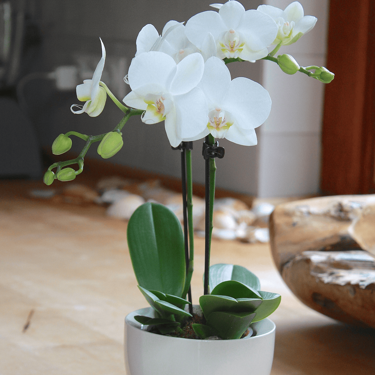 6er Set - Table Dance - Farbmix verschiedenen Orchideen Varianten