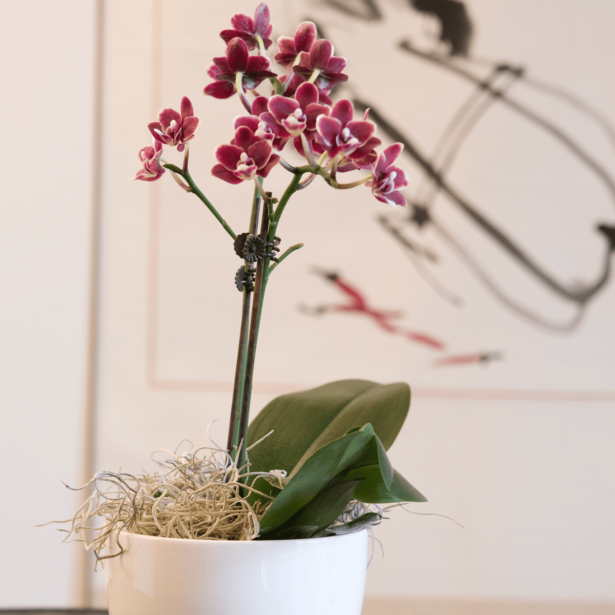 Table Dance - Farbmix verschiedene Orchideen