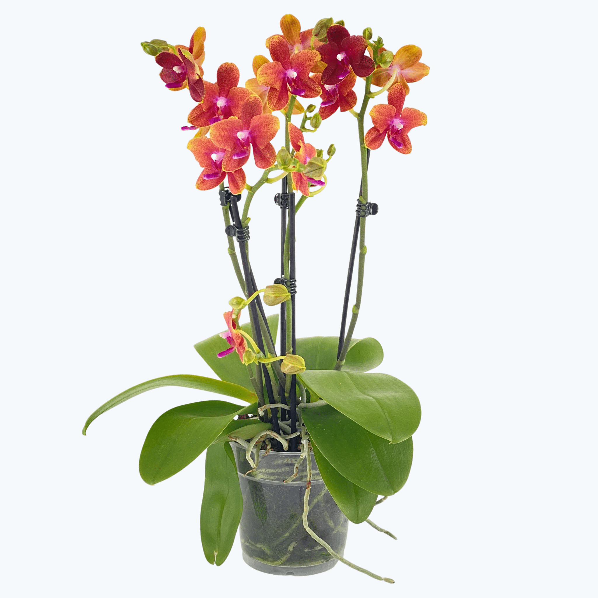 Phalaenopsis Duftorchidee Bolgheri mit orangen Blüten und 3 kurzen Rispen