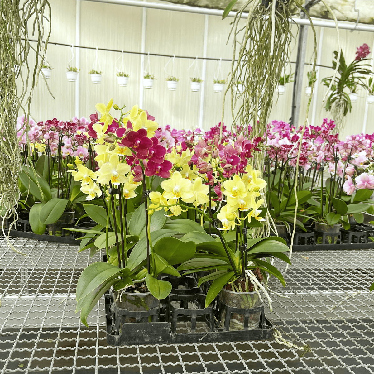 Cocktail Orchidee mit gelb-roten Blüten und 3+ Rispen