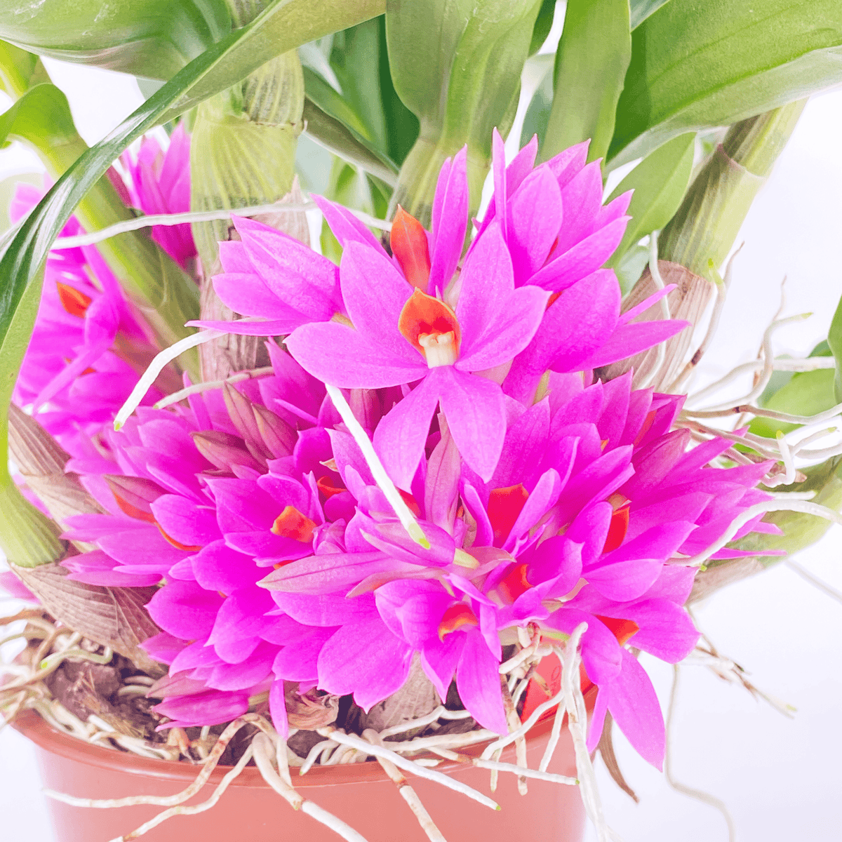 Dendrobium Hibiki mit pinken Blüten