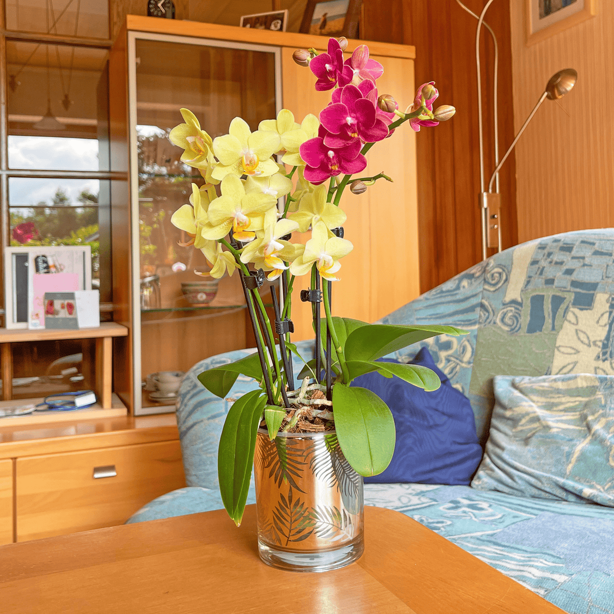 Cocktail Orchidee mit gelb-roten Blüten und 3+ Rispen
