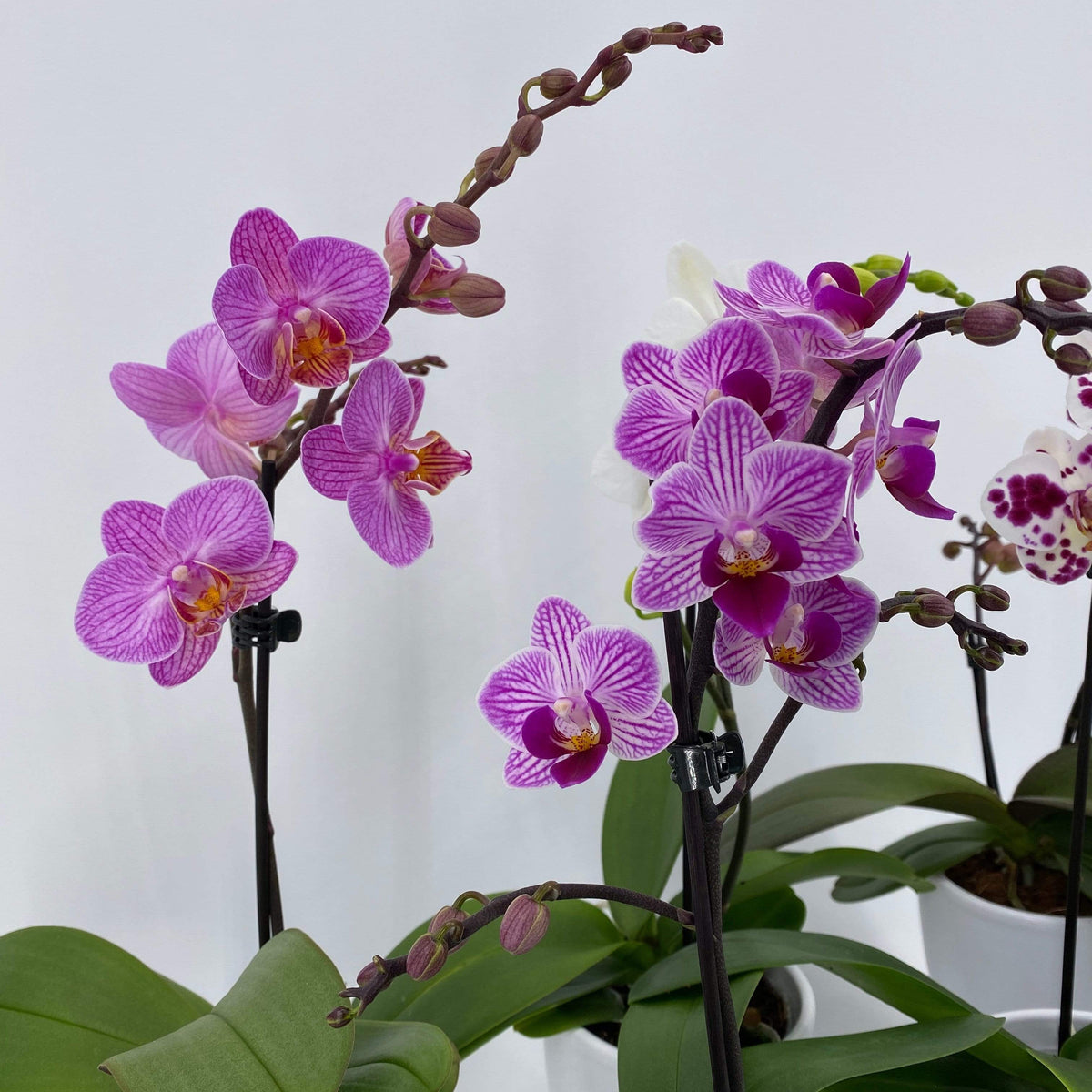 6er Set - Table-Dance - pinke Blüten