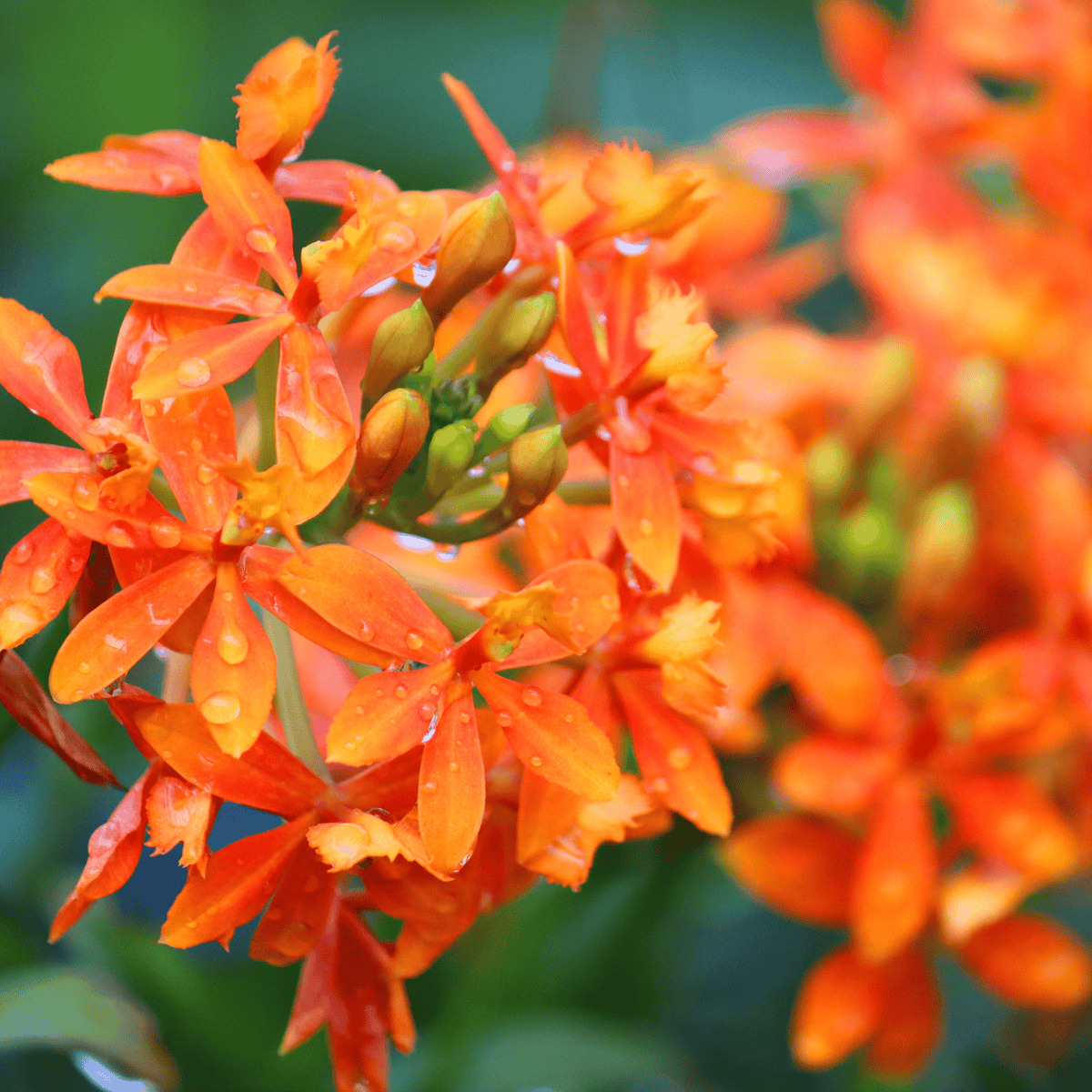 Epidendrum Nordic Fire Dauerblüher mit orange-gelben Blüten und 2+ Rispen