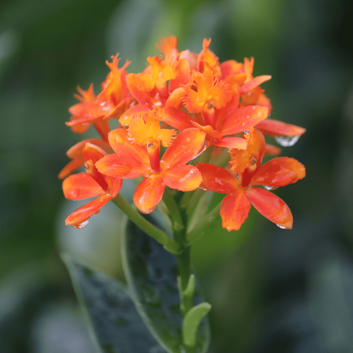 Epidendrum Nordic Fire Dauerblüher mit orange-gelben Blüten und 2+ Rispen