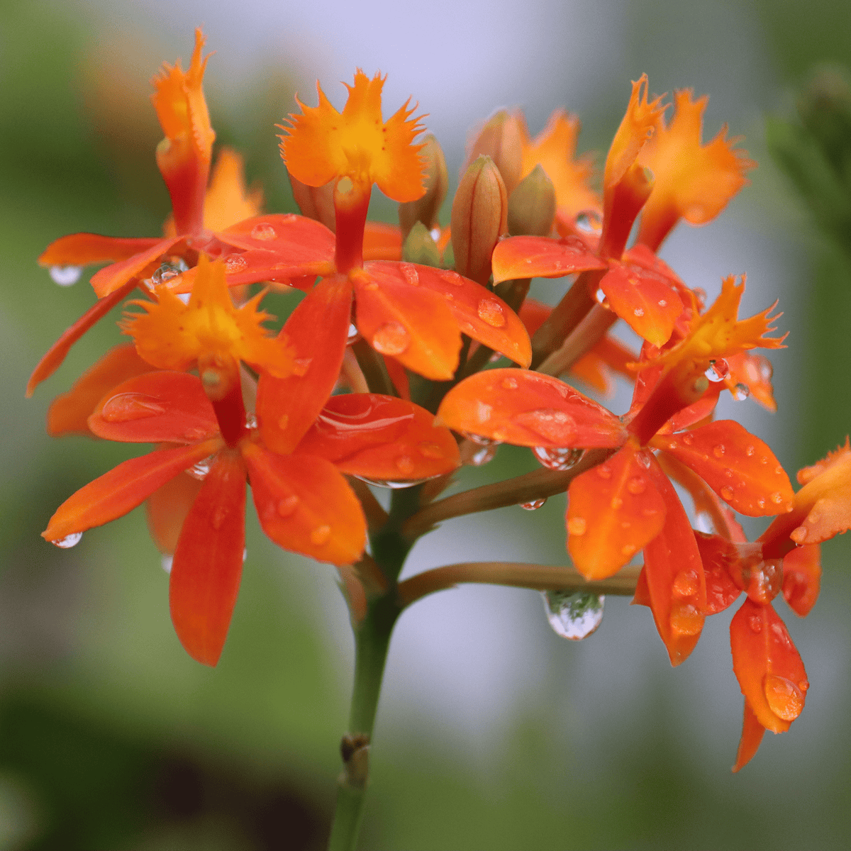 Epidendrum Nordic Fire Dauerblüher mit orange-gelben Blüten und 2+ Rispen