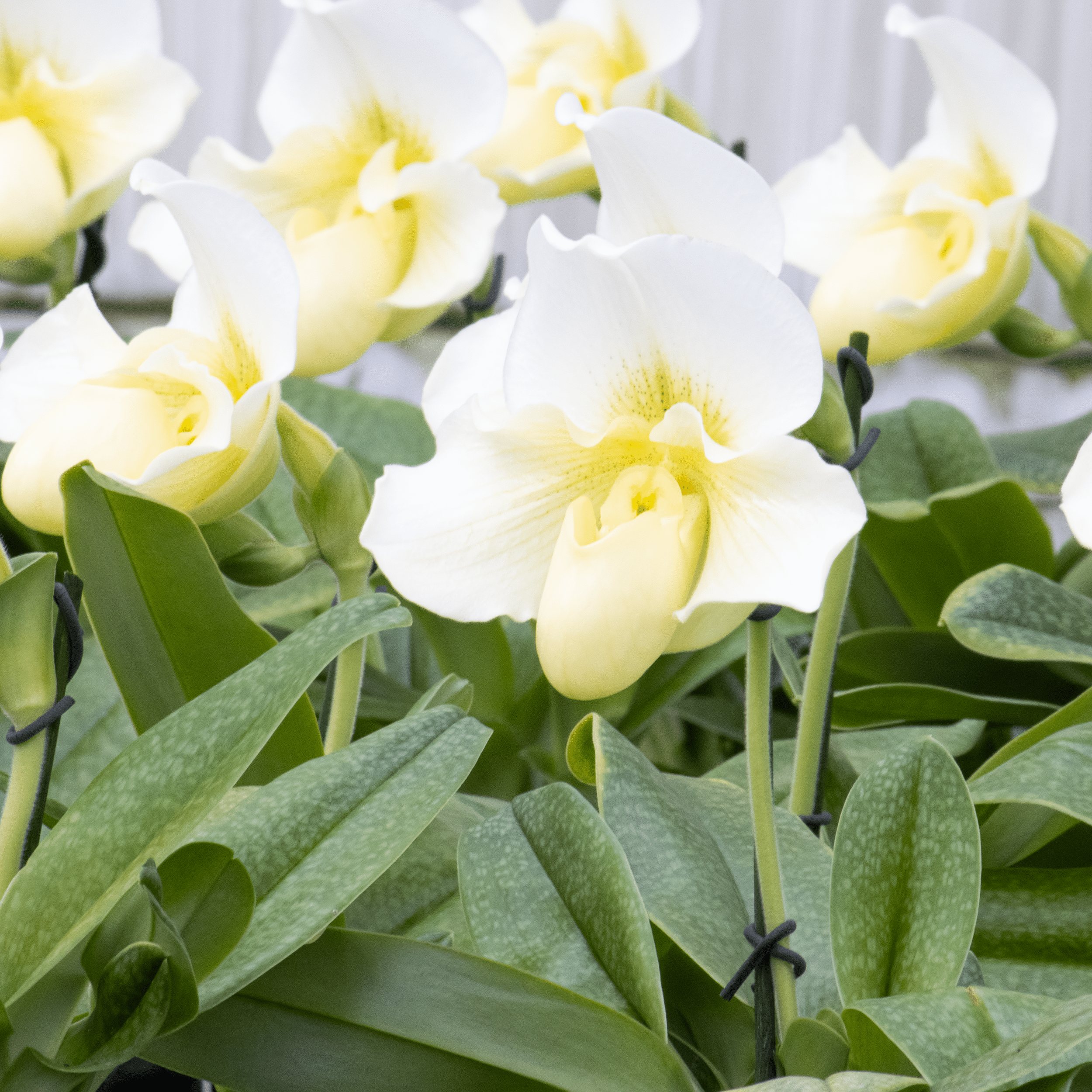 Frauenschuh Paphiopedilum White Lady mit 1 Rispe großblumig weiß