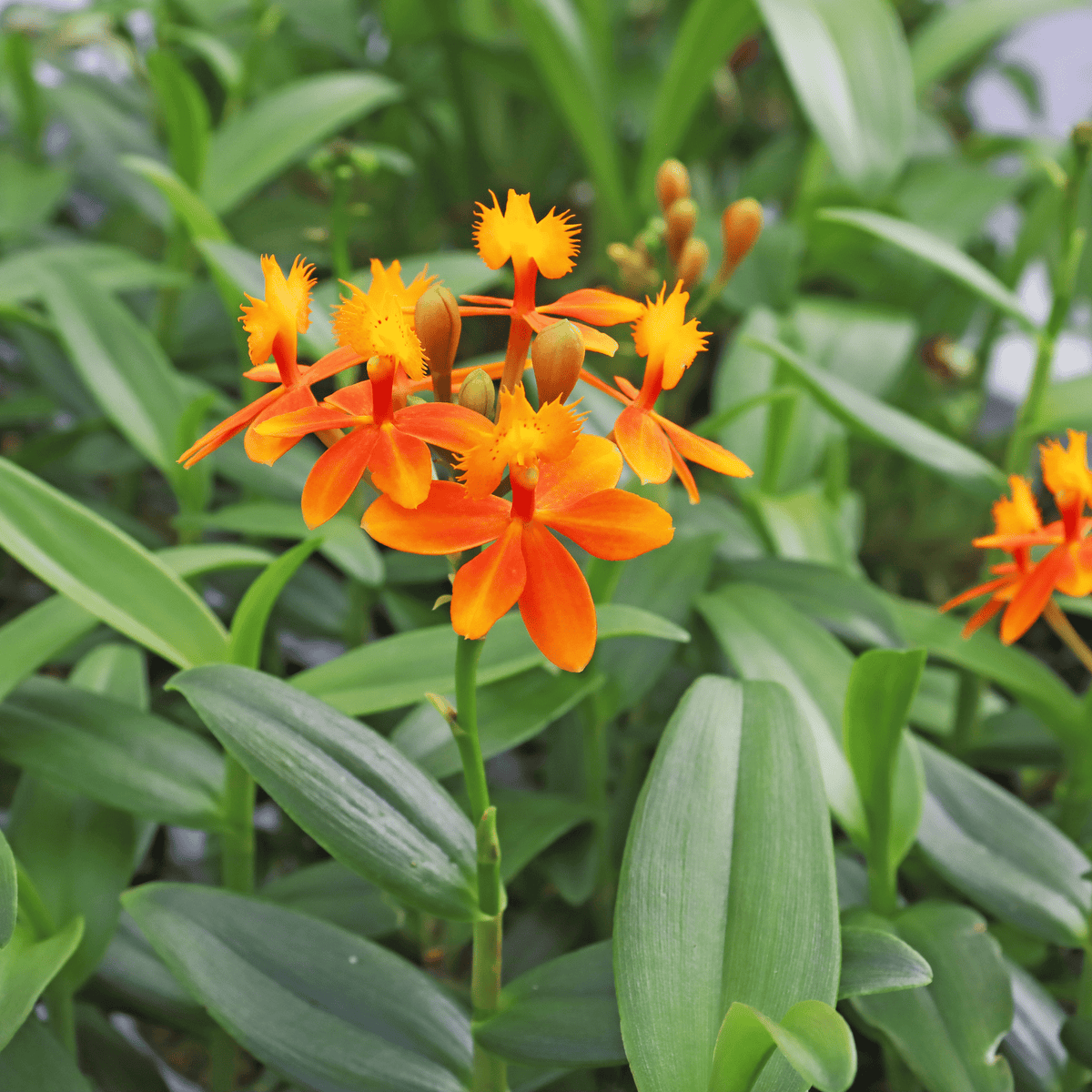 Epidendrum Nordic Fire Dauerblüher mit orange-gelben Blüten und 2+ Rispen