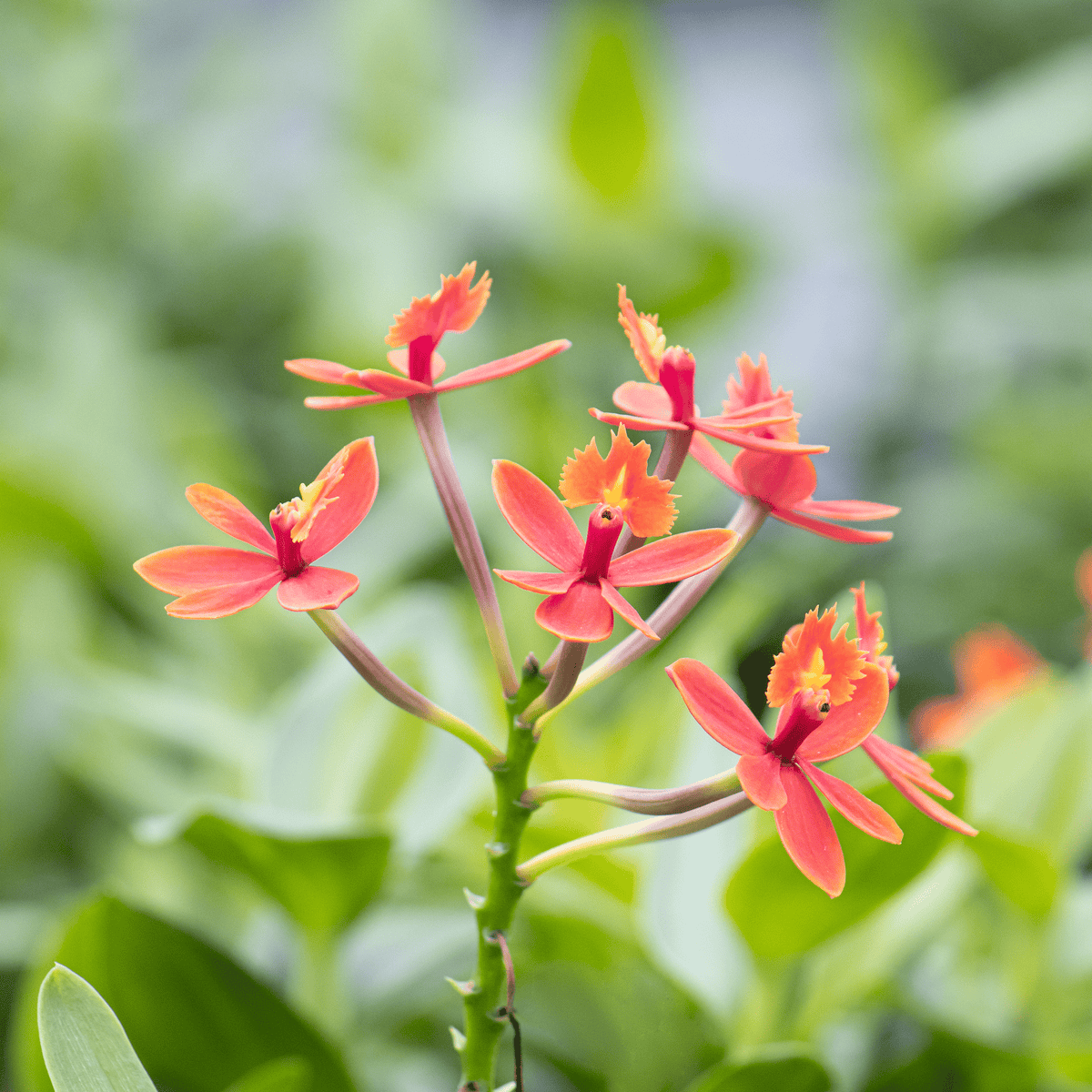 Epidendrum Nordic Fire Dauerblüher mit orange-gelben Blüten und 2+ Rispen