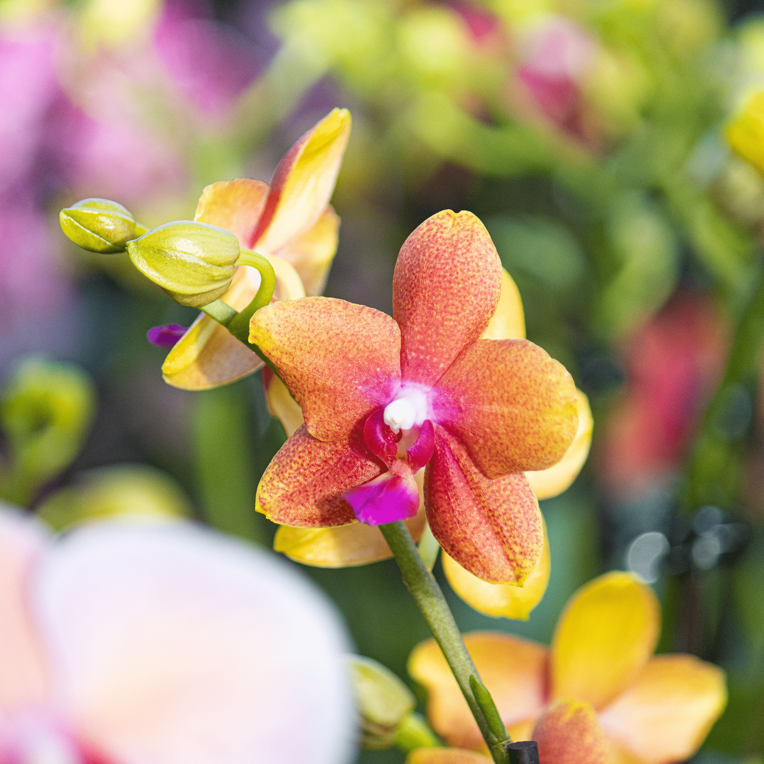 Phalaenopsis Duftorchidee Bolgheri mit orangen Blüten und 3 kurzen Rispen
