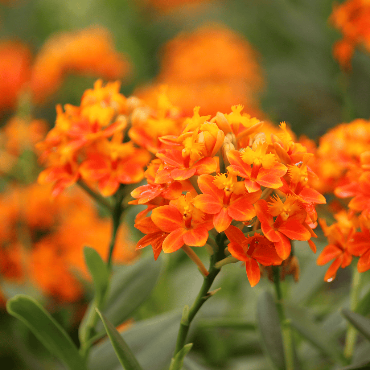 Epidendrum Nordic Fire Dauerblüher mit orange-gelben Blüten und 2+ Rispen